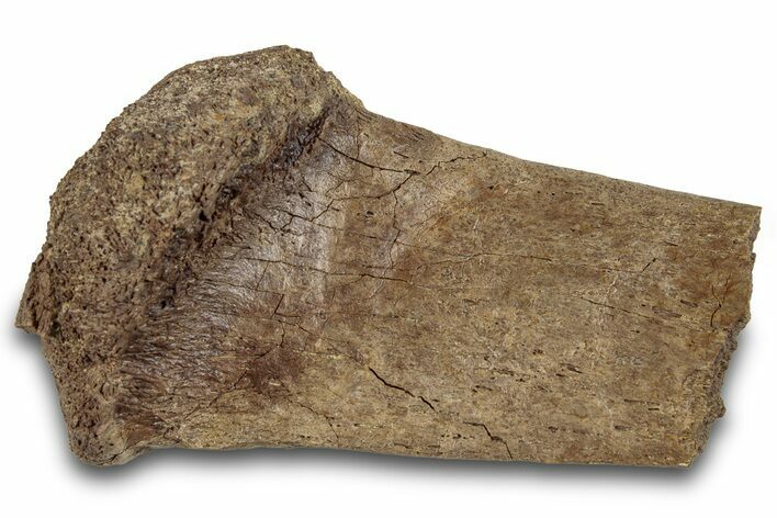 Hadrosaur (Edmontosaurus) Chevron Bone Section - Wyoming #265705